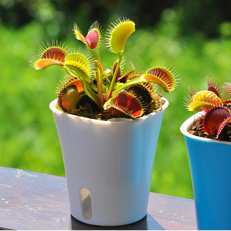 Flytrap, Pitcher Plant, Carnivorous Flower, Mosquito Repellent, Mosquito Trap, Extra Large Insect Trap, Fun Potted Plant