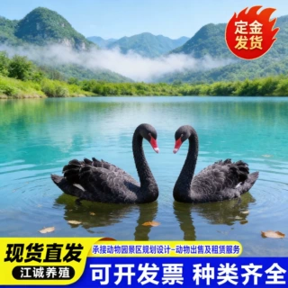 景区观赏黑天鹅活体 养殖场回收黑天鹅活体 黑天鹅幼苗多少钱一只