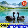 观赏活体景区多少幼苗