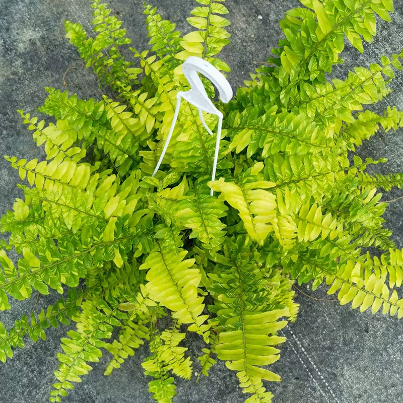 [Базовая Прямая поставка] Цветочный горшок Сороконожка Трава Формальдегид Удаление Озеленение Проект стены (A180) Тигровый пятно Папоротник