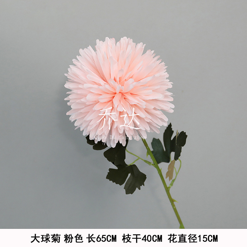 Daqiu Chrysanthemum