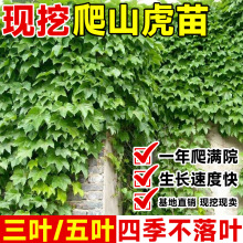 爬山虎树苗爬藤四季常青不落叶庭院藤蔓植物三五叶爬墙虎护坡植物