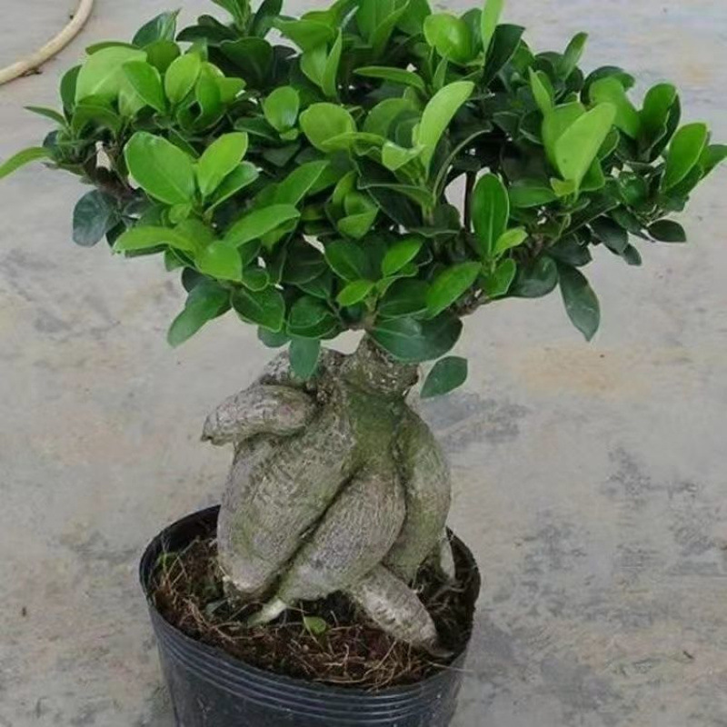 金钱榕树盆景老桩小叶榕苗木造型盆栽人参室内绿植提根矮莊亚马逊
