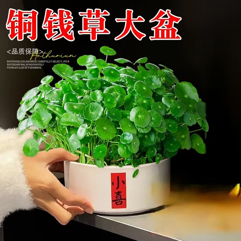 Large-Leaf Pennywort Hydroponic Plant Water-Cultured Potted Green Plant Prosperity Plant Desktop Living Room Flower Boutique Money Grass