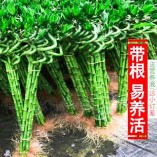 �����D�\���^����ˮ�໨��ֲ���k���҃�������ؔ���F����ˮ�B�͏d