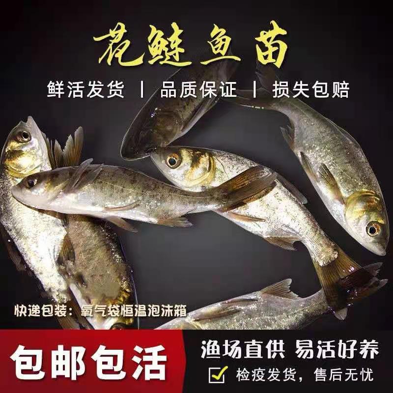 Guangzhou Aquatic products fishing ground Bighead Fry Head fry Bighead seedling Complete specifications