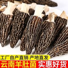 特产羊肚菌新鲜大号干货新鲜大份量批发特产羊肚菌菇煲汤食材厂