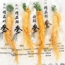 鲜人参东北特产长白山林下新鲜人参山地参包邮泡酒煲汤整枝人参