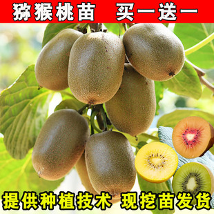 Grafted Kiwi Saplings, Red Heart Xuxiang Soft Jujube Kiwi Saplings, Planted in the Ground and Bearing Fruit in the Same Year, Fruit Trees Planted in the North and South