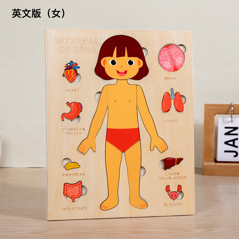 Puzzle de corps humain multicouche [modèle anglais féminin] 0,18 kg