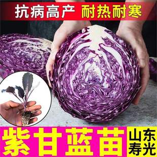 �߮a�͟��ͺ��ϸ��{����Y��o�~��G���Ĳ˴��^�˷N��СԺ����