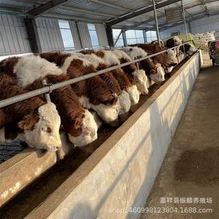西门塔尔牛 公牛犊 母牛犊 二十年养殖老场包 包成活 包运输