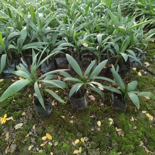 2311 nursery supply small leaf fine leaf brown bamboo seedlings 10-20cm tall cup seedlings shade-tolerant shrubs