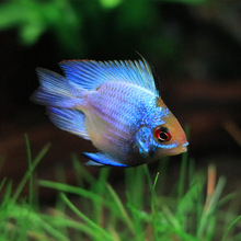 {P~_Lβ{ĽС͟Ꭷ^pݸ׌~