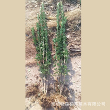 �������S����� �������S��h�ʠ�  ���������l�r��