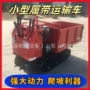 农用工地工程建筑爬山虎
