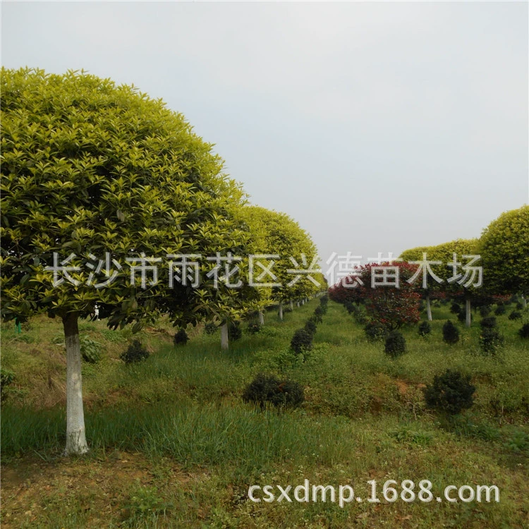 Оптовые рассада османтуса, где можно найти больше золотых деревьев османтуса в августе, питомник Xingde имеет полную спецификацию для зеленых деревьев.