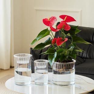 ˮ��Gֲ��ֲ͸���²���ƿˮ�B�G�}��ƿ�����̖͸�����ψA���~��