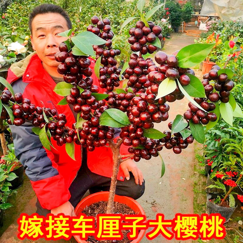 嫁接车厘子树苗樱桃树苖特大樱桃树苗南方北方种植樱桃树当年结果