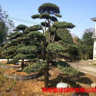 ���������������_�h�ɘ����� �@�־G�������_�h�ɘ�С�^�e���䘶