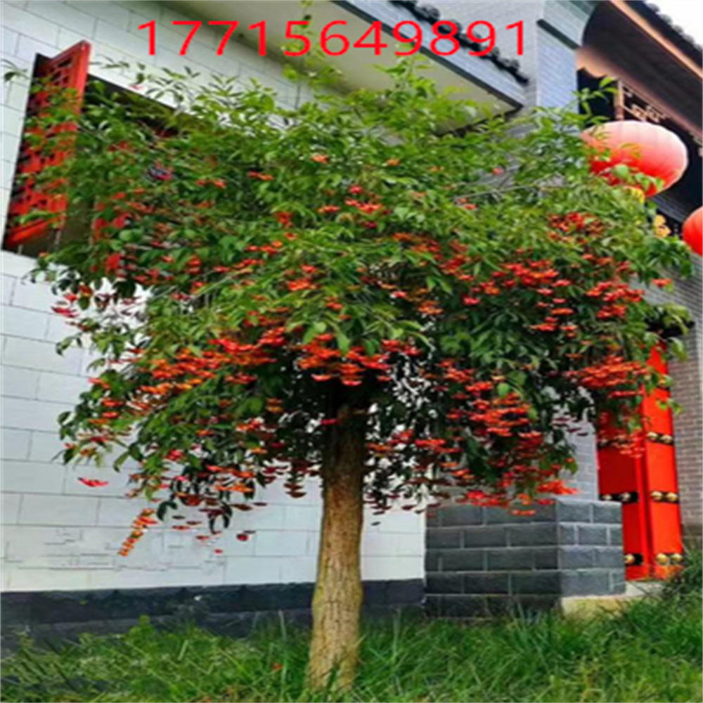 O1CN01ETD4UZ1pEjQ8WYg5v_!!2343