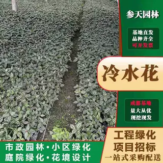 重庆贵州四川冷水花大杯冷水花小杯冷水花袋苗冷水花杯苗冷水花地