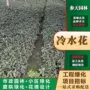 四川贵州小杯冷水花