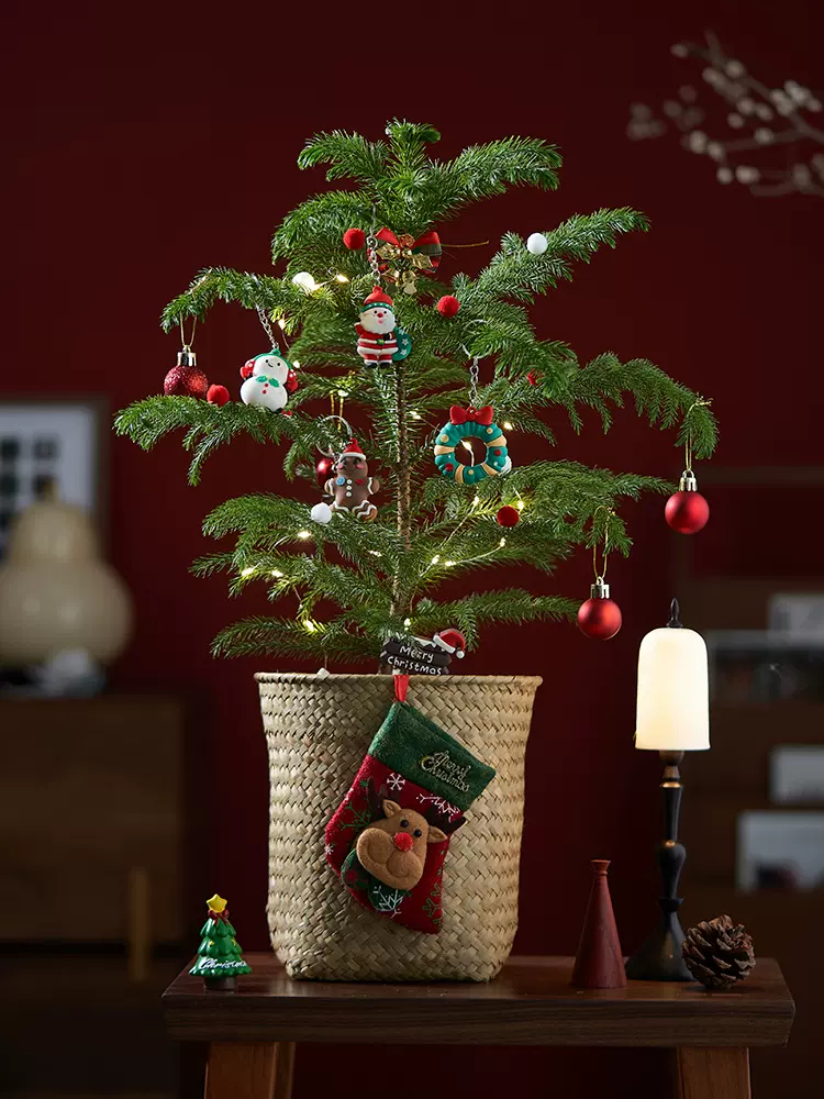 【圣诞款盆栽】北欧ins风南洋杉盆栽圣诞树客厅室内绿植花卉礼物