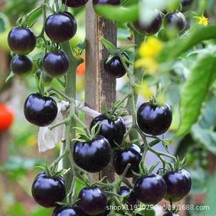 ��ˮ�ڷ��ѷN�����t���N��NС�����͟��ͺ��̨�����߲˷N