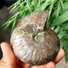 天然化石螺斑彩螺古生物化石科普教学把玩螺摆件矿石标本菊石批发