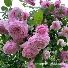 盆栽;种子;园林果树