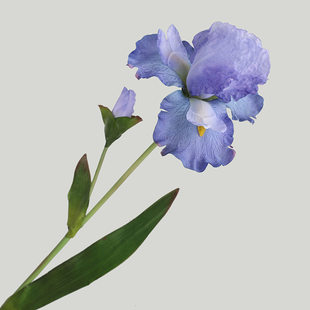Living room Furnishing Simpan Simulation Smoiled Pseudo -Iris Flower Window Symbly Plasma File Simulation Alice