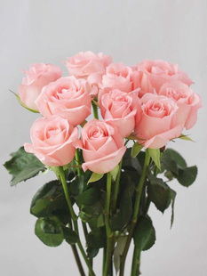 Diana Pink Rose Seedlings Potted Old Pile Balcony Courtyard Extra Large Florals Fragrant All Year Round Blooming Florals with Buds