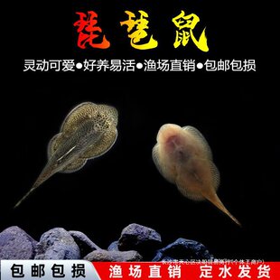 琵琶鼠鱼贵爬吸鳅小提琴鱼除藻冷水清道夫吃绿藻褐藻缸壁清洁工-阿里巴巴