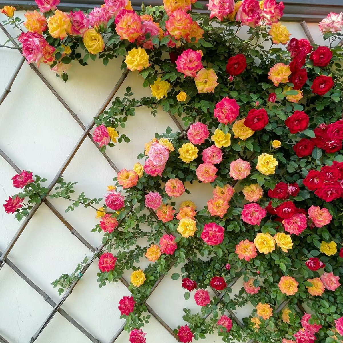 덩굴무지개 [덩굴꽃의 은은한 향기] 작은 모종