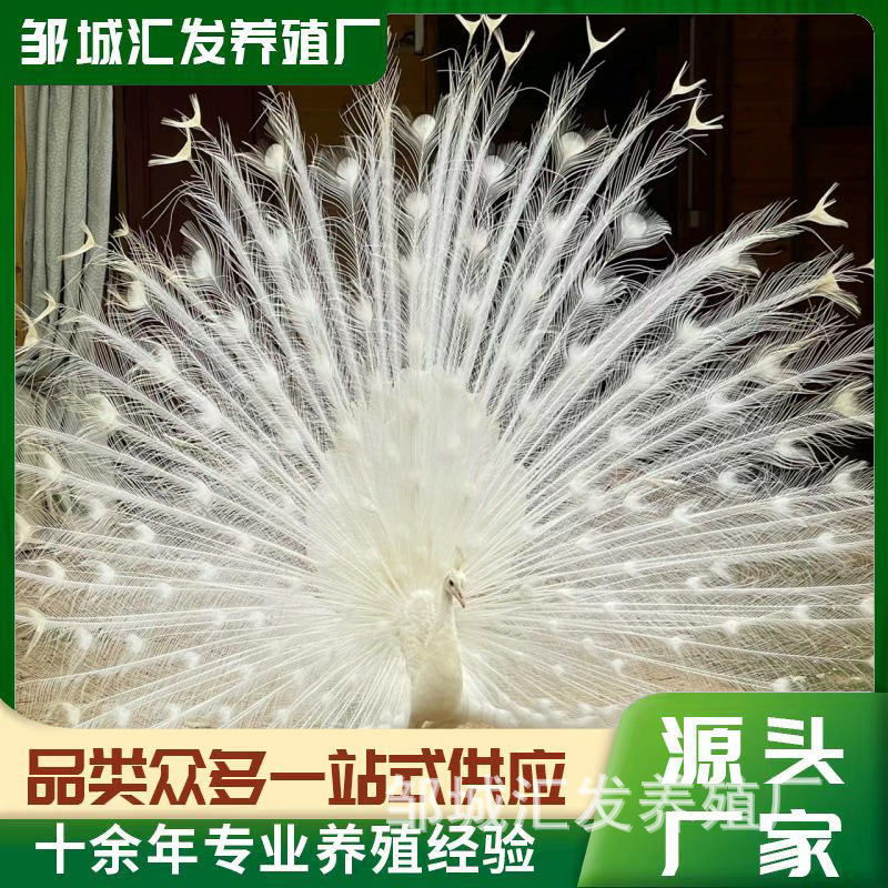 白孔雀活体孔雀苗多少钱白色孔雀旅游区观赏孔雀脱温苗批发价