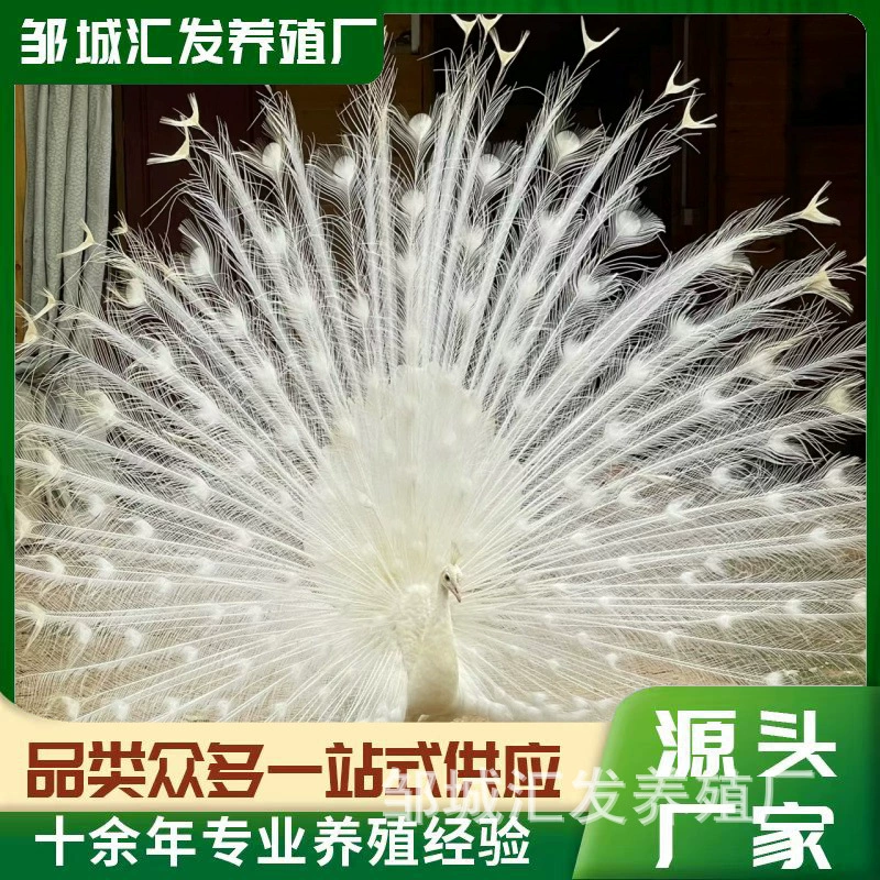 Сколько стоит молодой павлин