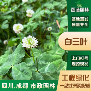 White Clover Seedlings Sichuan Landscaping House Courtyard Ground Cover Plant Lucky Clover Potted Plant Clover
