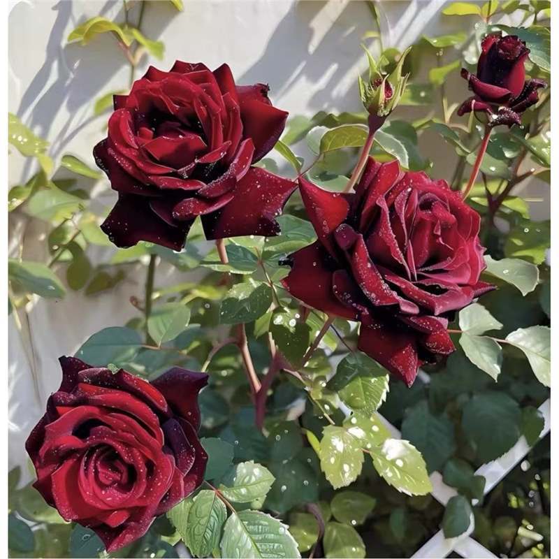 四季咲きのバラの花苗、特大の花つる苗、屋内外のバルコニー鉢植えバラ|undefined