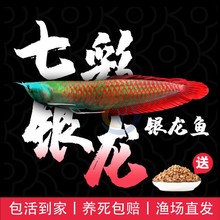 七彩银龙鱼活体发财招财鱼大中型淡水鱼风水鱼金龙鱼热带观赏鱼苗