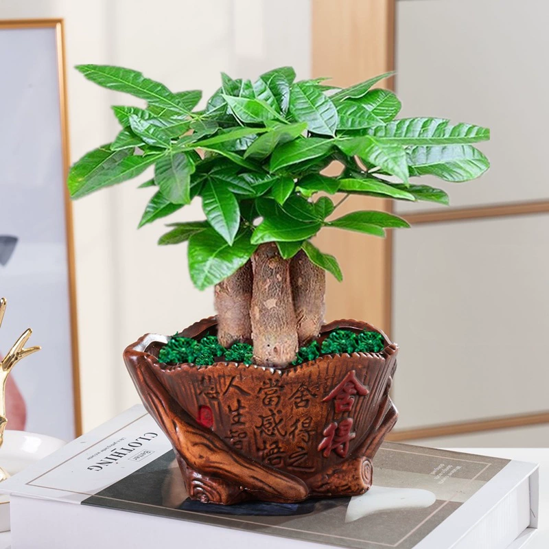 Фортуна дерево Горшечное растение Крытая гостиная зеленая посадка небольшой бонсай все сезоны вечнозеленый офис Фортуна маленькие цветы в горшках