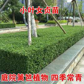 小叶女贞金叶女贞红叶石楠冬青常绿植物庭院绿篱围墙篱笆绿化树苗