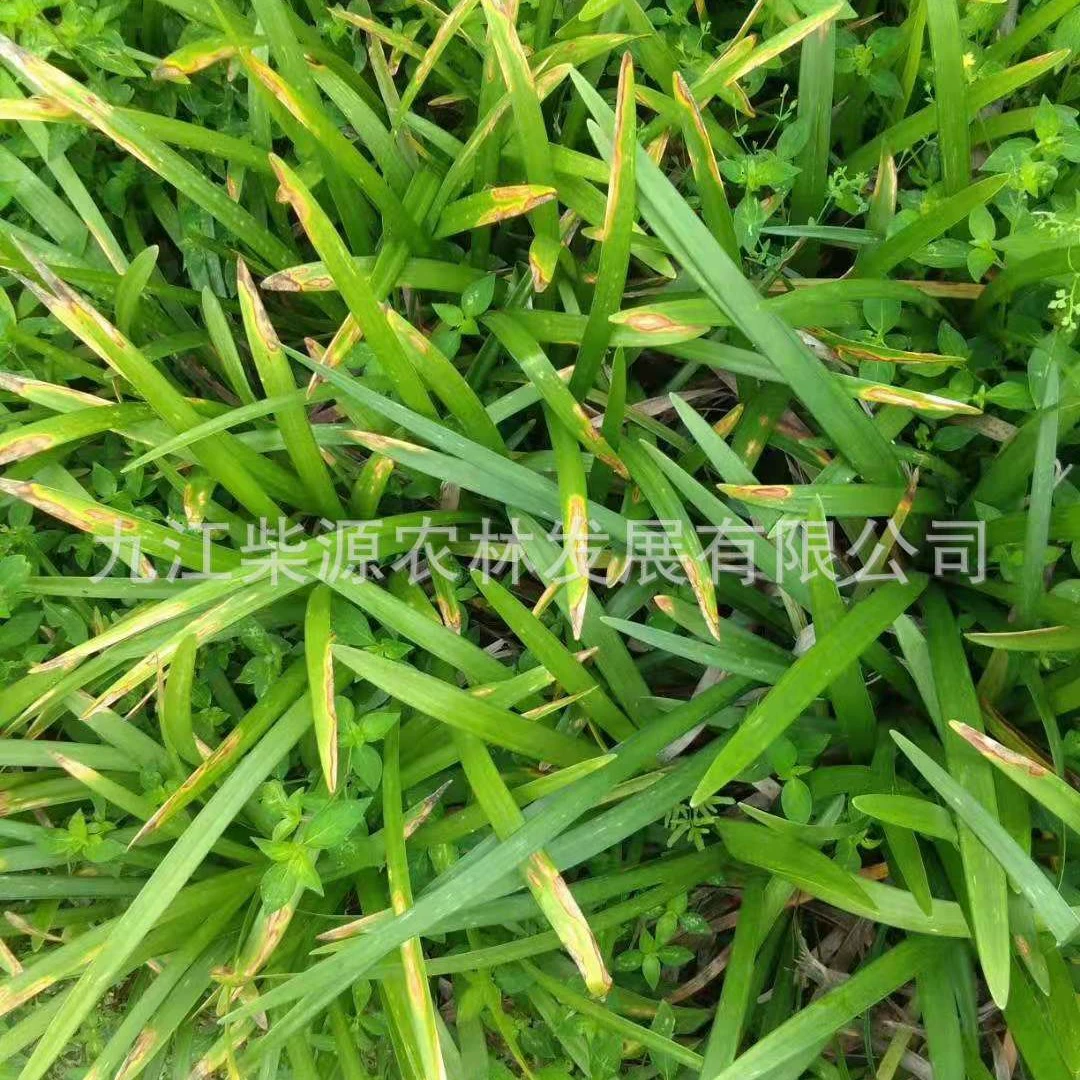 Большое количество Ophiopogon japonicus, Alocasia, Ophiopogon japonicus, Ophiopogon japonicus, Hangzhou Ophiopogon japonicus, Sichuan Ophiopogon japonicus и малолистного Ophiopogon japonicus.