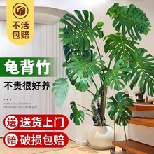 ͏d҃ȴ~Ϙֲҕ߅;Gֲ