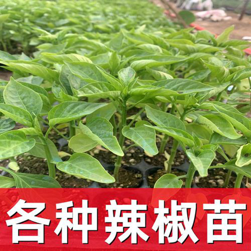 u=2433565675,1339195957&fm