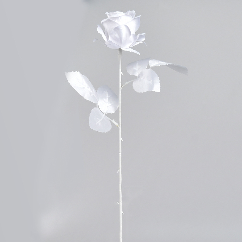 새하얀 장미