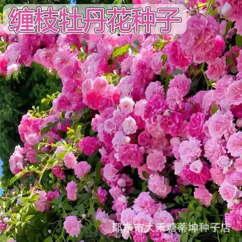 【Creeping Peony Seeds】Strongly fragrant, easy to bloom, suitable for planting in pots or in the ground, easy to grow 【Creeping Peony Seeds】Strongly fragrant, easy to bloom, suitable for planting in pots or in the ground, easy to grow