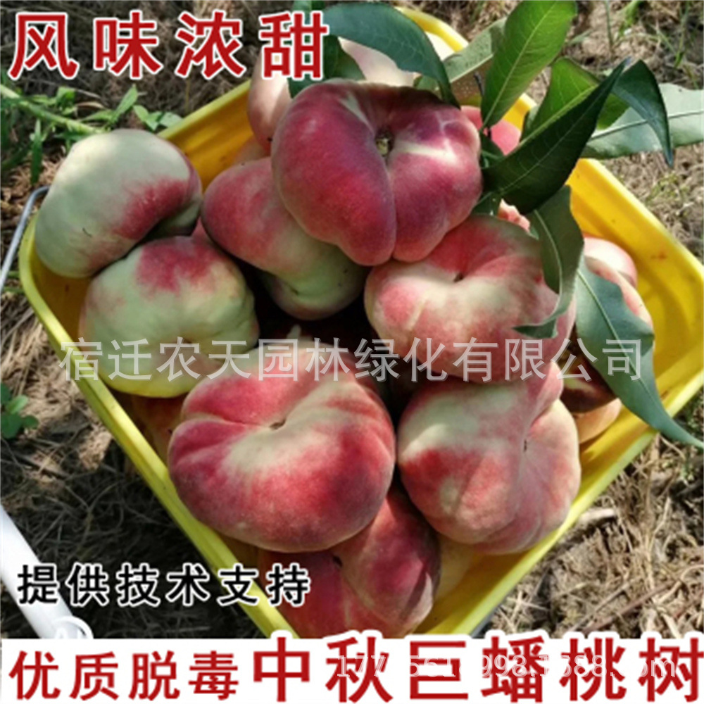 新品种嫁接日本帝王油桃桃树苗10月中下旬成熟脆甜离核黄桃苗