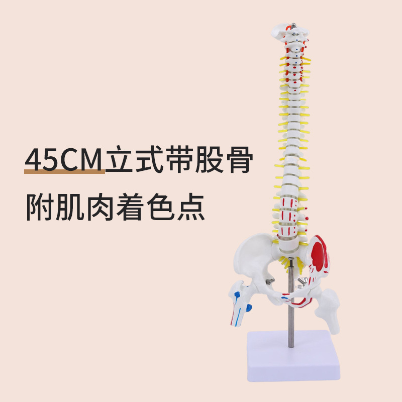 45CM���弹�������輰�ɹ�ģ�� ���񾭹Ǽܼ�����׵ģ�� ҽѧ��ѧ