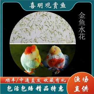 2025年观赏鱼元宝狮皇冠珍珠兰寿观赏鱼金鱼金鱼水花鱼苗批发订购